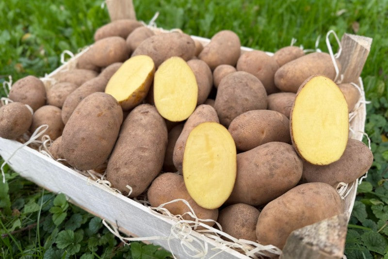 pellkartoffeln über nacht aufbewahren Kartoffeln "Linda" festkochend Bio