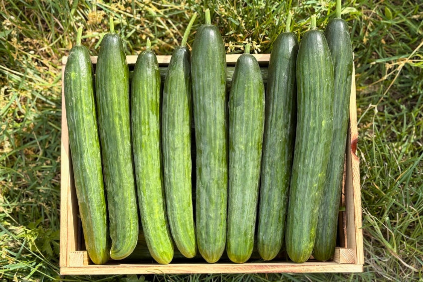 Schlangengurken Bio