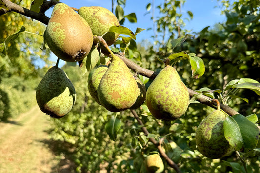 Birne "Gräfin von Paris" alte Sorte regional Bio