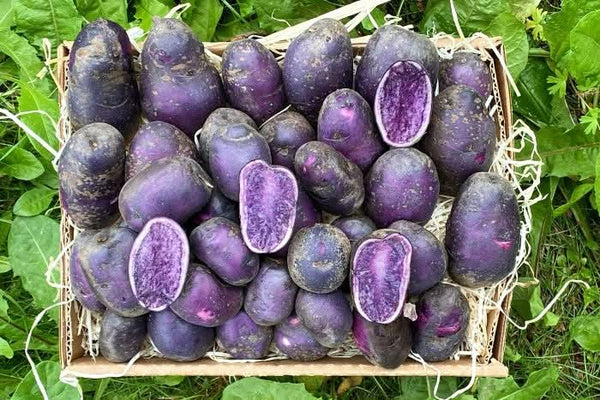 Kartoffel „Purple Rain“ Bio regional vom Billesbergerhof