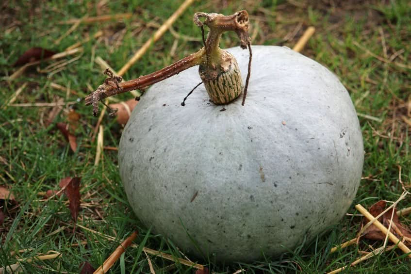 Bio Kürbis "Blue Kuri" regional (ca. 1,-1,3Kg) 1 Stk.