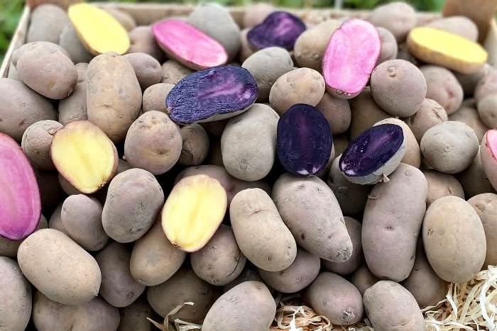 Kartoffelvariationen bunt bio regional Bioland 1,5 Kg