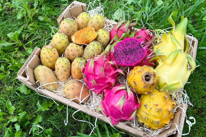 Cactus Love Box (Pitaya & Kaktusfeigen) Box 3kg
