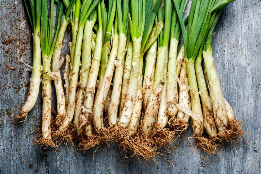 Bio Original Frühlingszwiebeln "Calçots" aus Katalonien 1 Bund