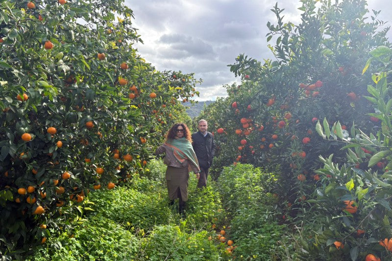 Blutorangen Tarocco Bio Sizilien Sparpreis-Box % 7kg