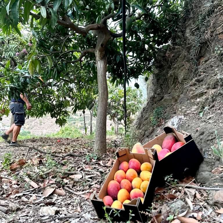 Frisch geerntete Bio-Mangos aus Spanien in der Natur – Finca Cayetana zeigt, wie fairer Anbau und echter Geschmack zusammenkommen. Mango kaufen Spanien direkt vom Familienbetrieb.