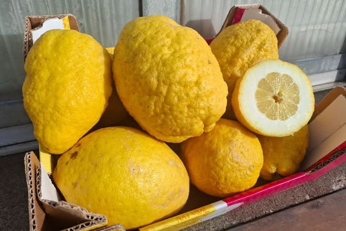 Bio Zitronen "Cedri" Sizilien 1kg