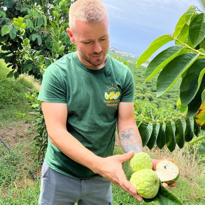 Bio Cherimoya-Baum Adoption von Julian