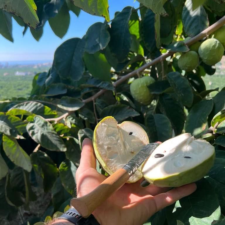 Bio Cherimoya-Baum Adoption von Julian