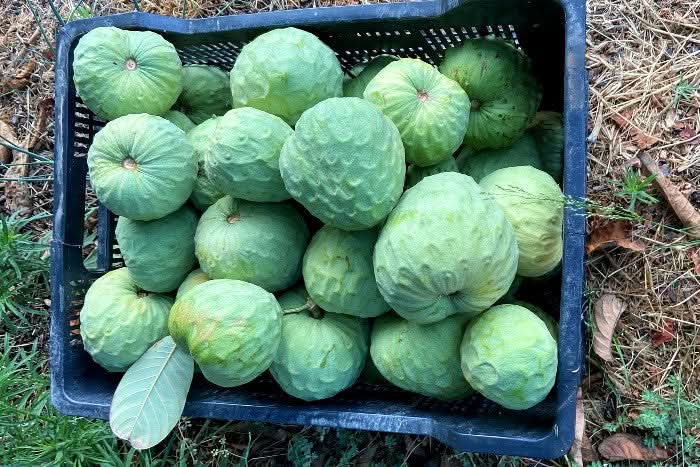 Bio Cherimoya-Baum Adoption von Julian