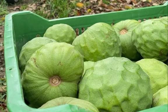 Bio Cherimoya-Baum Adoption von Julian
