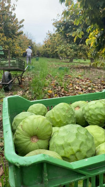 Bio Cherimoya Finca Alto Cantarrijan 4kg Aktionspreis