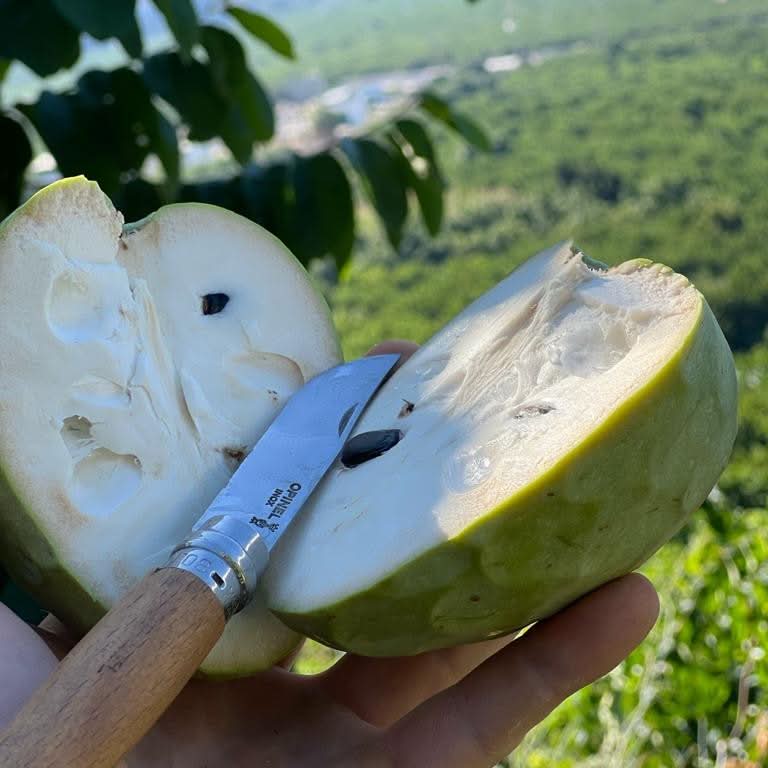 Bio Cherimoya-Baum Adoption von Julian