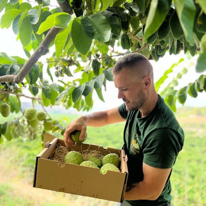 Bio Cherimoya-Baum Adoption von Julian