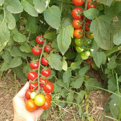 Cherry-Tomaten Bio von Elisa Sizilien Retter-Box