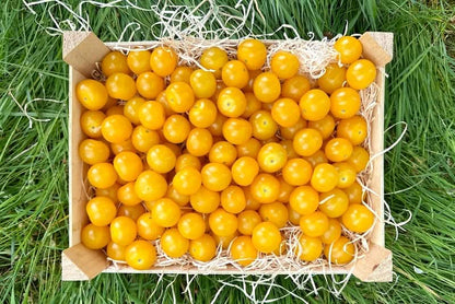 Cocktailtomaten gelb vom Biohof Laurer aus Landau