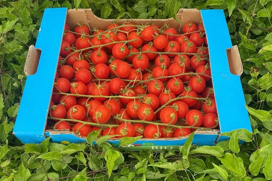 Cherry-Tomaten Bio von Elisa Sizilien Retter-Box