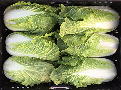 Chinakohl "Hinnerk" samenfest Familie Schoof Bio regional