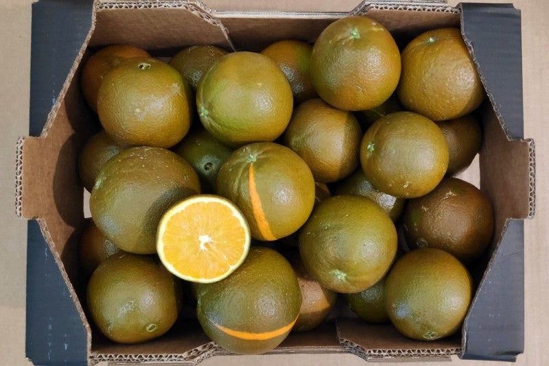 Orangen Chocolate Navel Bio