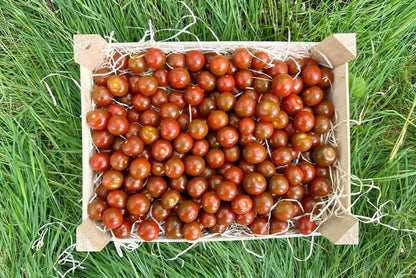 Cocktailtomaten Choco vom Biohof Laurer aus Landau