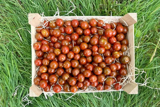 Cocktailtomaten Choco vom Biohof Laurer aus Landau