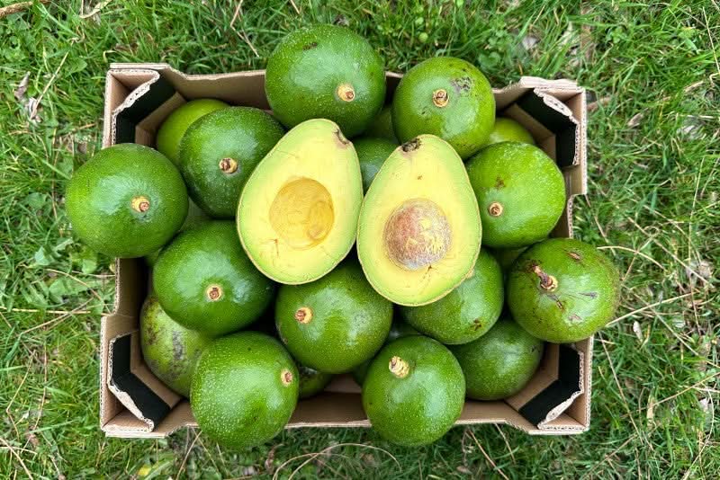 Avocadorarität „Choquette“ von Julian Flash-Aktion % 2kg