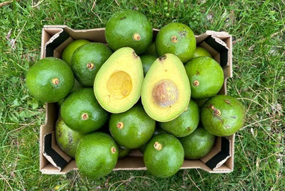 Avocadorarität „Choquette“ von Julian Flash-Aktion % 2kg