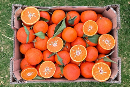 Mandarinen Nova Bio Sizilien