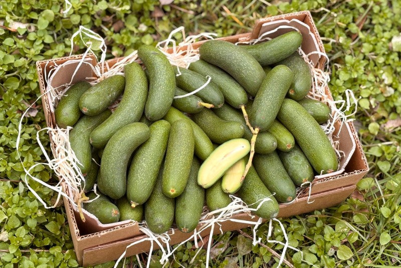Avocado Kaufen - Trübenecker.de