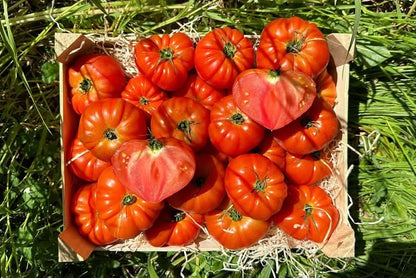 Tomaten Costoluto Bio Sizilien