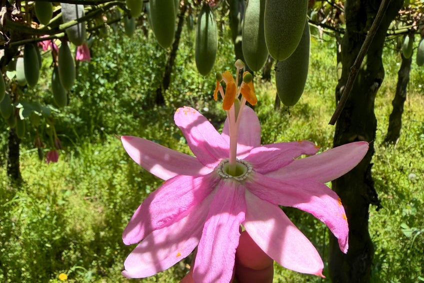 Curuba (Bananen-Maracuja) – Produktansicht 3