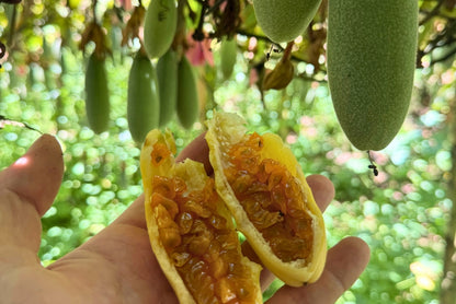 Curuba (Bananen-Maracuja) – Produktansicht 2