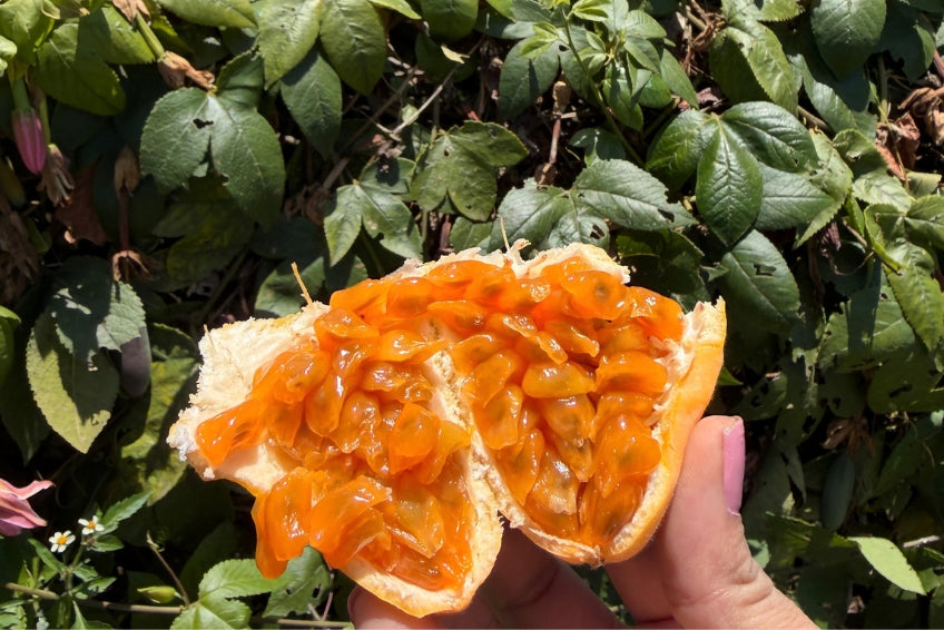 Curuba (Bananen-Maracuja) – Produktansicht 4