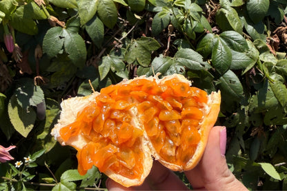 Curuba (Bananen-Maracuja) – Produktansicht 4