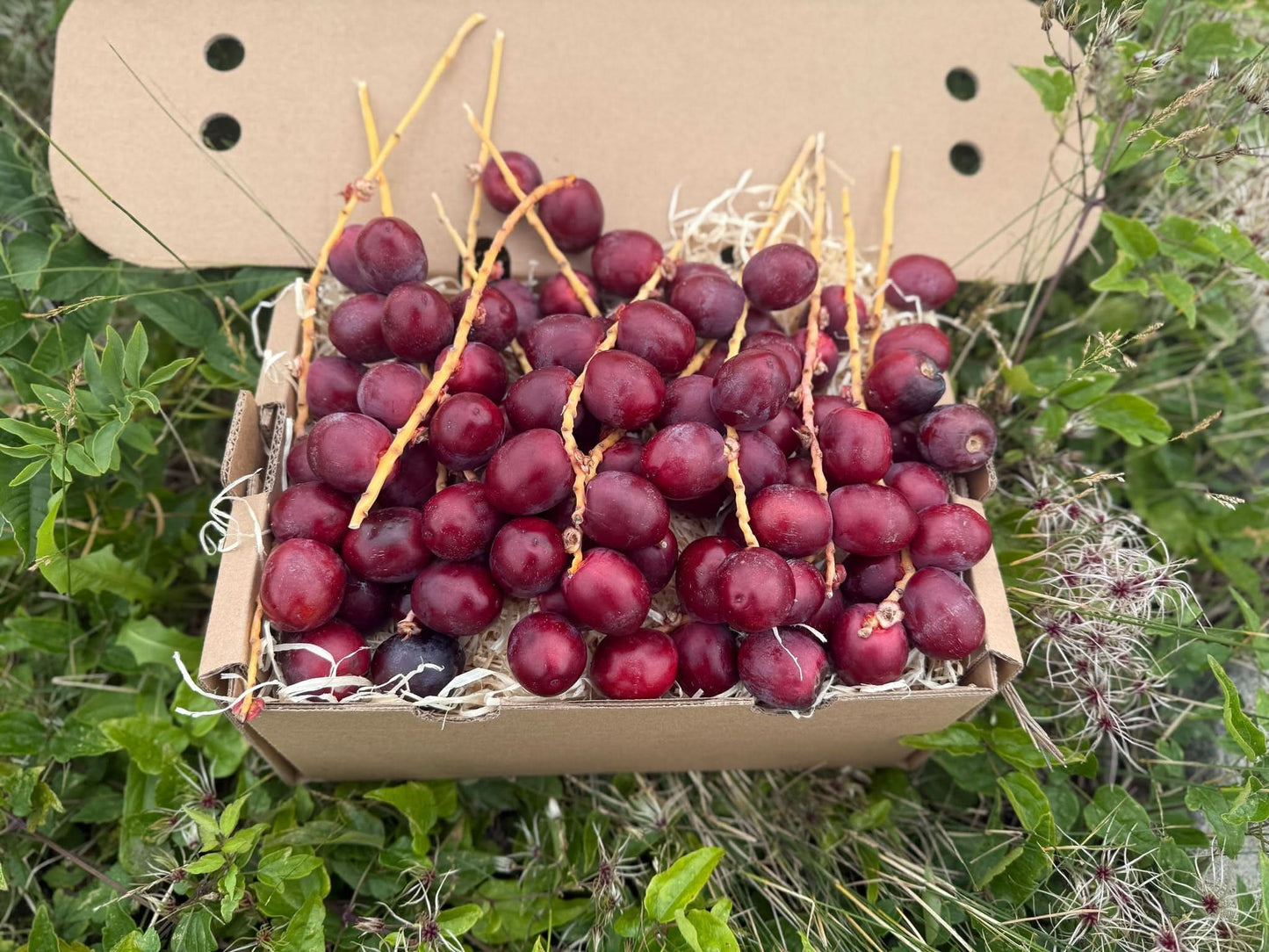 Datteln Barhi rot kaufen – frische rote Datteln direkt aus Thailand in umweltfreundlicher Verpackung