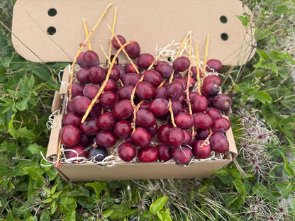 Datteln Barhi rot kaufen – frische rote Datteln direkt aus Thailand in umweltfreundlicher Verpackung