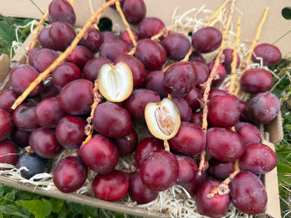 Frische Datteln Barhi rot im Karton mit aufgeschnittenen Früchten – Datteln Barhi rot kaufen direkt vom Erzeuger