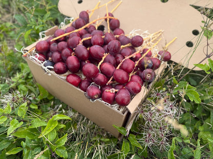 Frisch geerntete rote Datteln Barhi kaufen – naturbelassene Datteln in einer offenen Box auf grünem Feld

