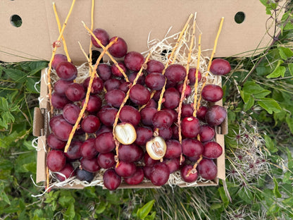 Frische Barhi Datteln rot naturbelassen im Karton – jetzt Datteln Barhi rot kaufen
