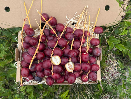 Frische Barhi Datteln rot naturbelassen im Karton – jetzt Datteln Barhi rot kaufen