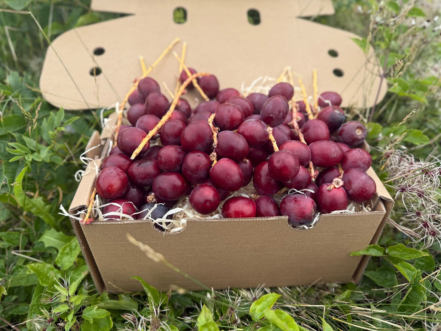 Frische rote Datteln Barhi aus Thailand kaufen – knackige Datteln naturbelassen in einer offenen Box
