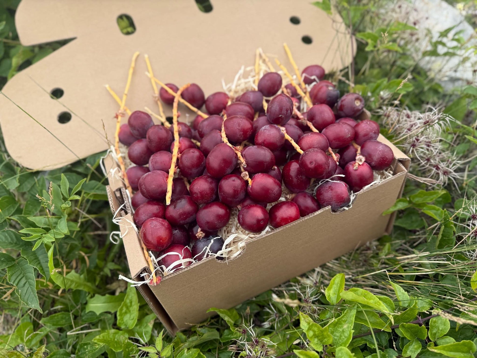 Frische Datteln Barhi rot im Karton direkt aus Thailand – Datteln Barhi rot kaufen im Online-Shop