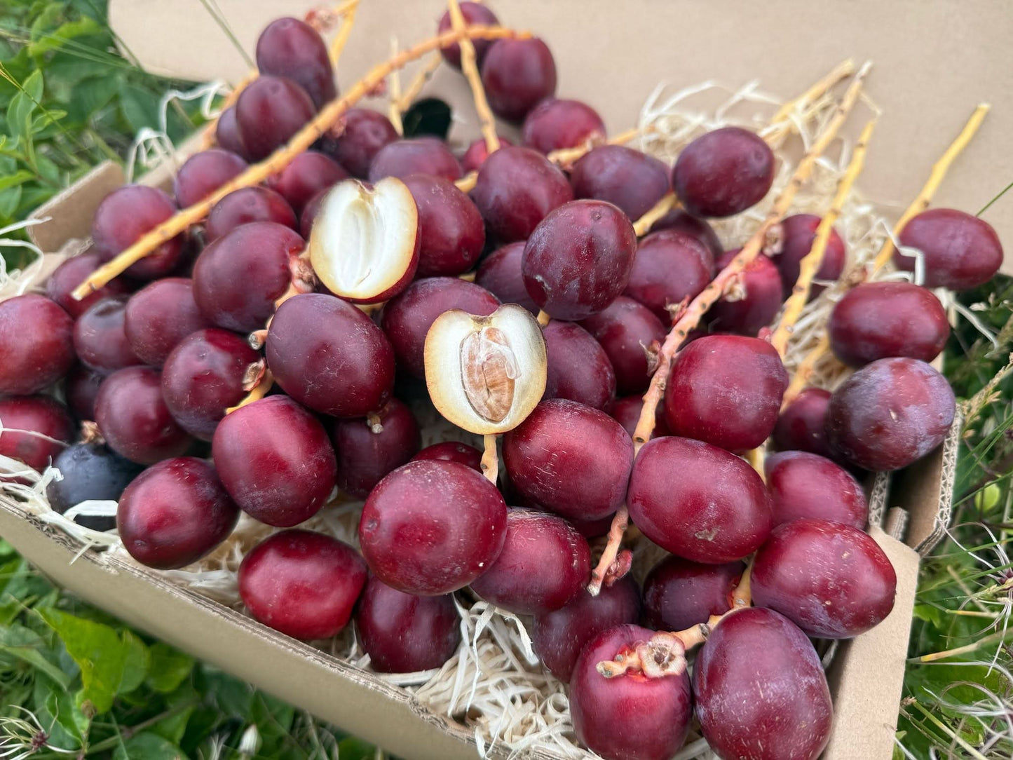 Frische rote Barhi Datteln kaufen – naturbelassene Datteln aus Thailand mit offenem Fruchtkern