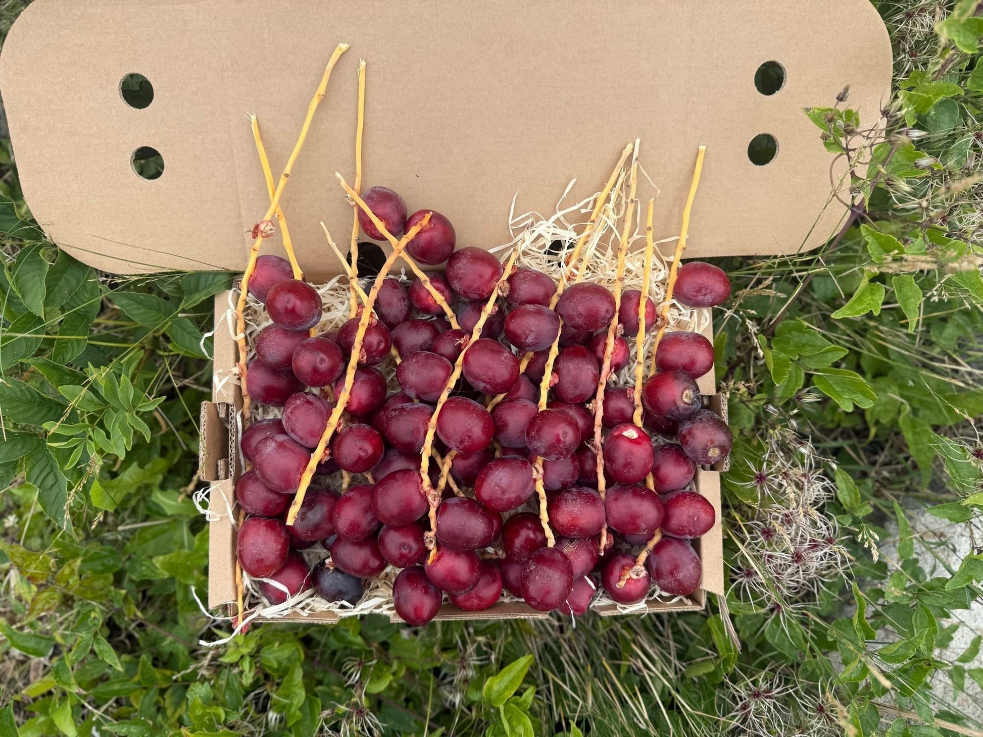 Naturbelassene rote Datteln Barhi im Karton direkt vom Feld – jetzt Datteln Barhi rot kaufen
