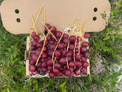 Naturbelassene rote Datteln Barhi im Karton direkt vom Feld – jetzt Datteln Barhi rot kaufen
