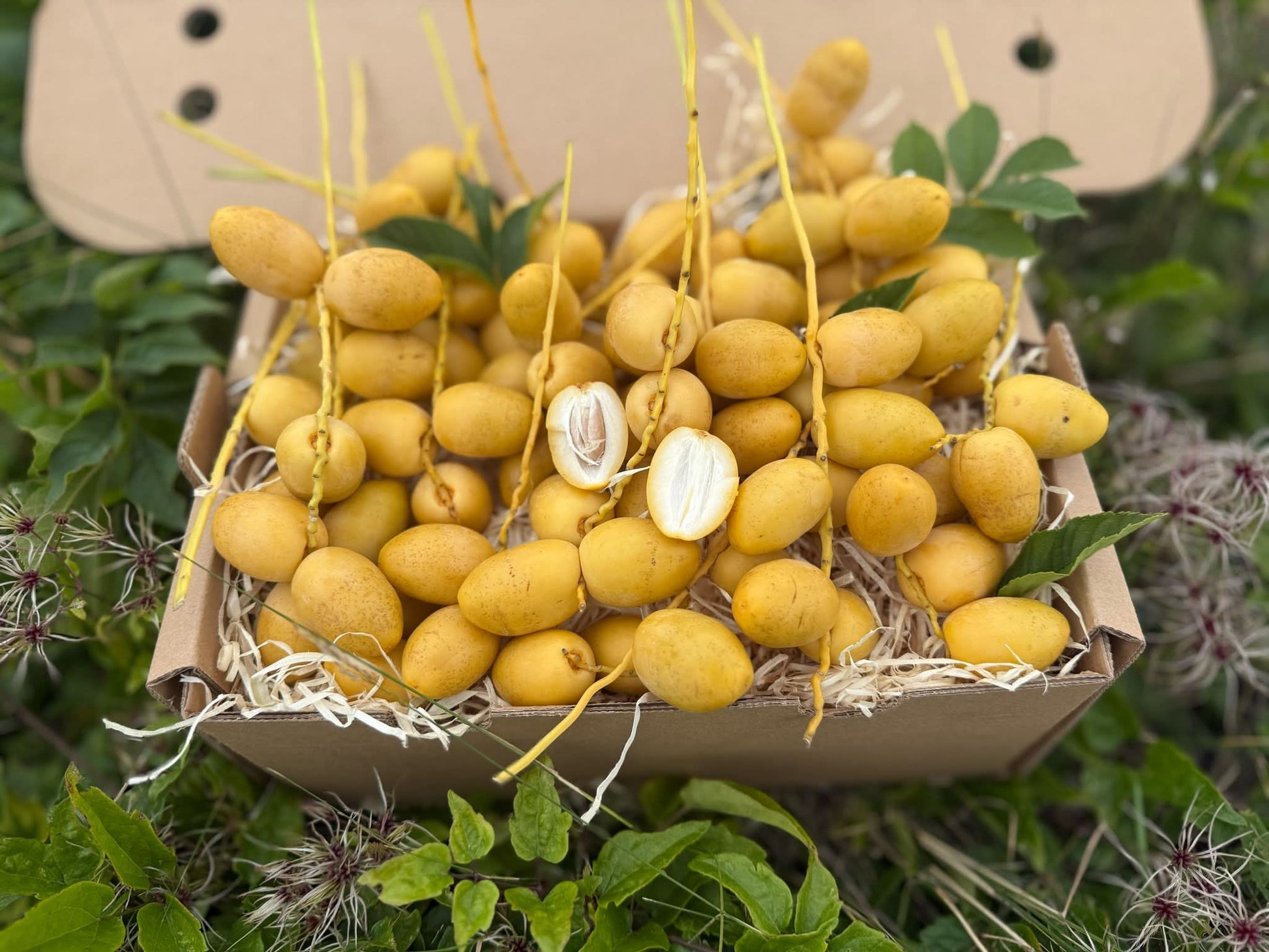 frische datteln aufbewahren Datteln barhi gelb kaufen – frisch und aromatisch genießen