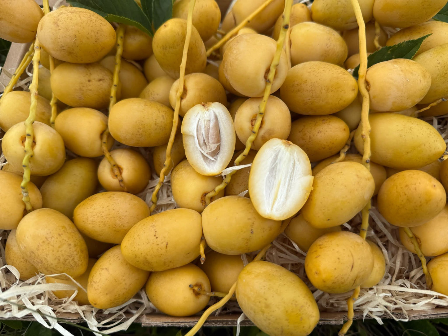 Gelbe Barhi Datteln naturbelassen – frisch und aufgeschnitten, ideal für alle, die Datteln gelb kaufen möchten