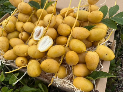Barhi Datteln gelb naturbelassen frisch im Karton – ideal für alle, die Datteln gelb kaufen möchten