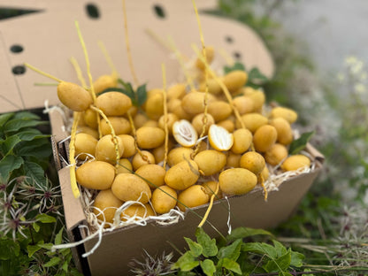 Frische gelbe Barhi Datteln naturbelassen direkt von der Palme in Bio-Qualität – ideal für alle, die Datteln gelb kaufen möchten