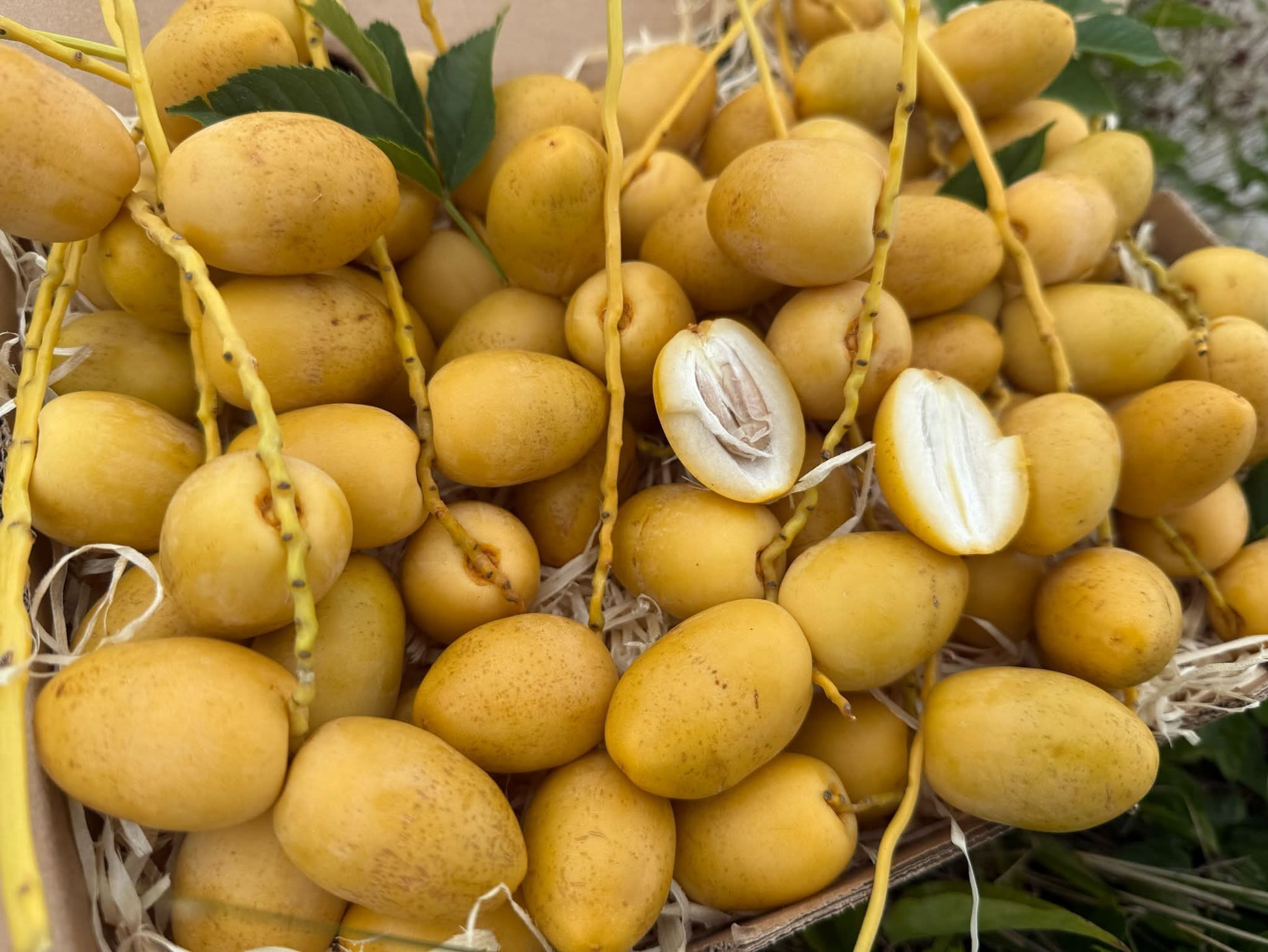 Barhi Datteln naturbelassen, gelb und frisch aufgeschnitten – perfekt für alle, die Datteln gelb kaufen möchten